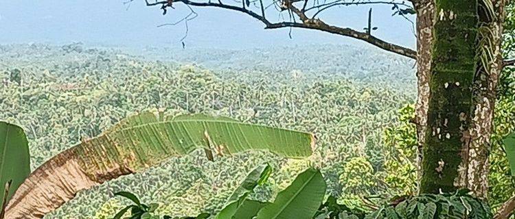 Tanah Kebun Di Selemadeg 15 Menit Ke Pantai Balian Bali 1