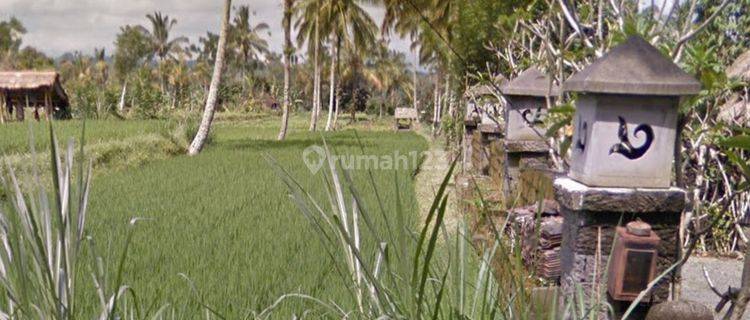 Tanah datar siap bangun di Buahan Kaja Payangan Bali 1