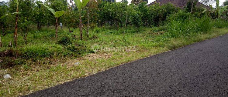 Kebun jeruk di Kintamani Bali dekat Buahan Kaja Payangan Gianyar 1
