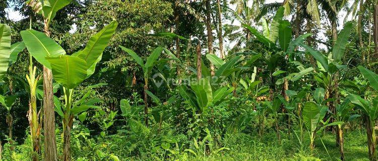 Tanah Yellow Zone view jungle 20 menit dari Central Ubud Bali 1