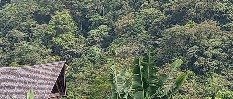 Tanah di Bedugul Bali dekat danau view jungle dan lembah 1