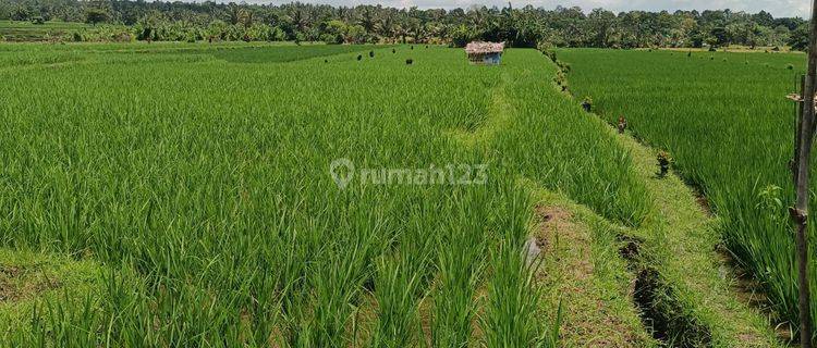 Low price rice field land in Penebel Tabanan Bali 1