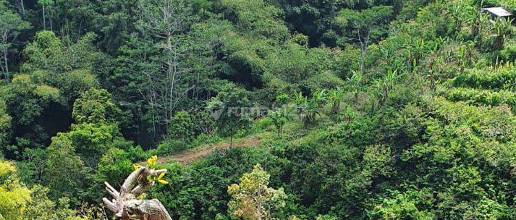 Jungle view garden land in Kintamani Bali 1