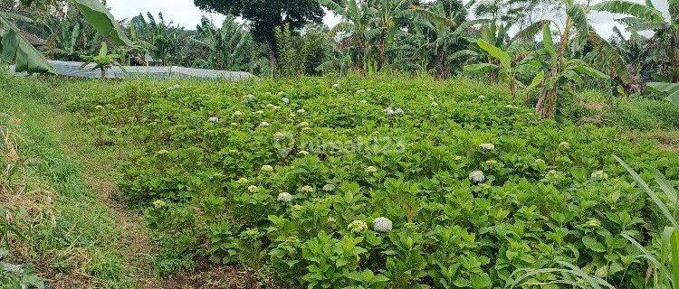 Plantation land 3 kilometers from Munduk Moding Bali 1