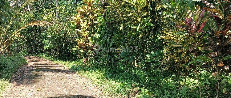 Farm environment garden land in Tabanan Bali 1