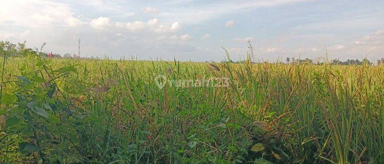 Tanah Zona Pariwisata di Kelating Bali view sawah dan gunung 1