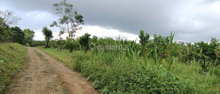 1 hektar kebun jeruk dekat jalan raya Katung Kintamani Bali 1