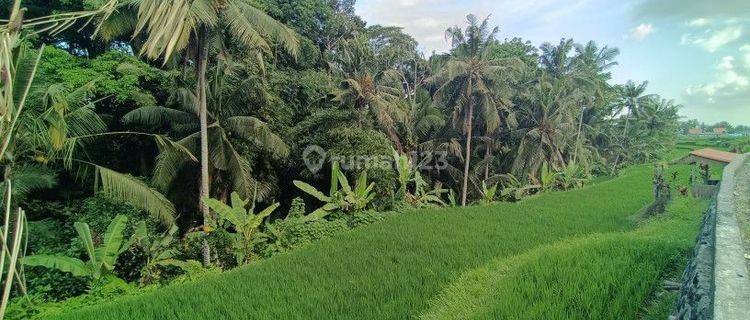 Land with rice field view in Tegallalang 15 minutes from Ubud Center 1