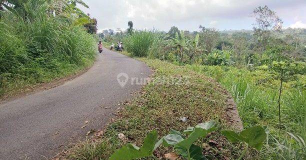 Tanah Di Kintamani Bali Bisa Untuk Peternakan Babi 1