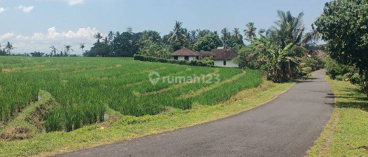 Tanah Sawah Dekat Pantai Di Tabanan Bali 1