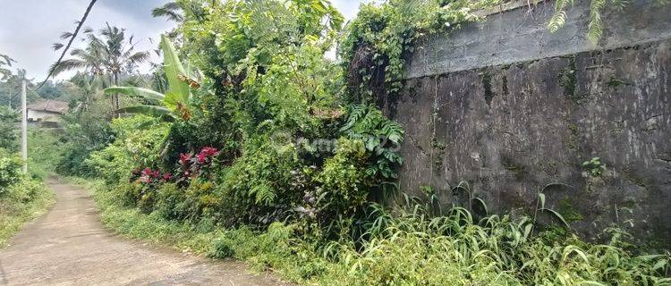 Kebun Durian Dan Manggis Di Pupuan Tabanan Bali 1