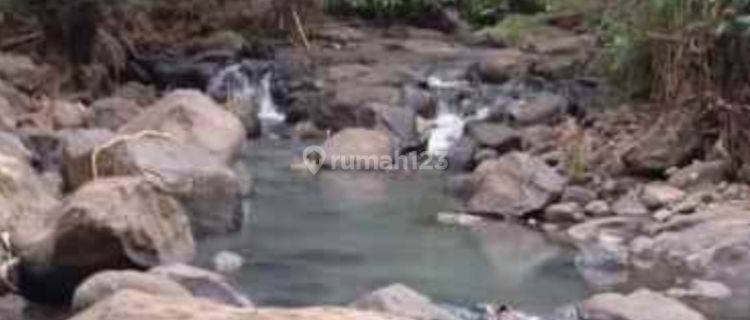 Kebun Durian Dan Maggis View Sungai Dan Jungle Di Tabanan Bali 1