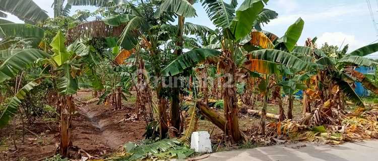 Disewakan Tanah Kebun Siap.pakai Dekat Pasar 1