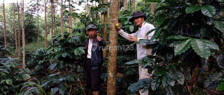 Dijual Tanah 25 Hektar Sudah Ada Kebun Kopi di Sukawening Garut 1