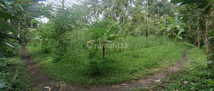 Tanah murah cocok untuk perkebunan atau ternak di ampel boyolali 1