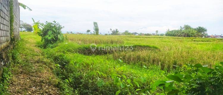 Dijual tanah 53 are di Mengwi Badung Kapal cck utk kavling dan perumahan 1