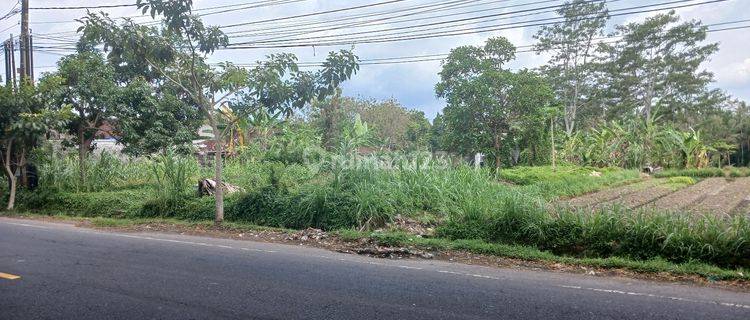 Land 3280 M2 in Mengwi Jl Denpasar Singaraja Badung Bali 1