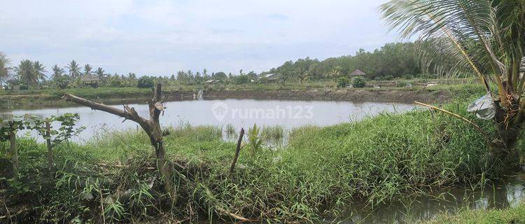 Land for ponds 1.6 hectares in Melaya Jembrana Bali area  1