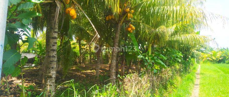 Dijual Tanah di Rambut Siwi Mendoyo Jembrana Bali 1