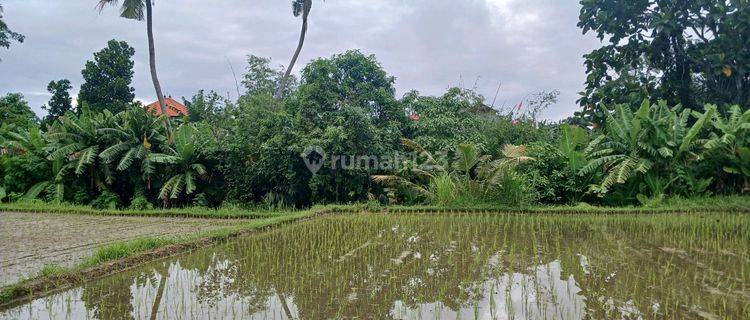 Disewakan Tanah 40 Are Jl Ahmadyaniutarapeguyangandenpasarbali 1