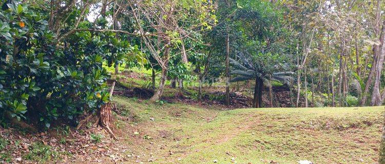 Disewakan Tanah Pinggir Sungai di Manikyang Selemadeg Tabanan Bali 1