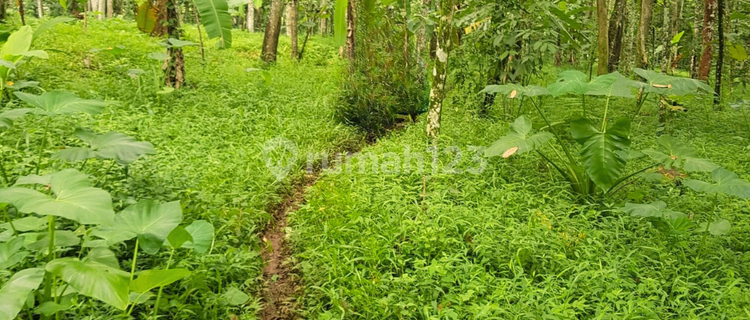 Tanah Kebon Buah Durian, Alpukat Masih Terawat di Desa Delik Tuntang 15 Menit ke Exit Tol Bawen 1