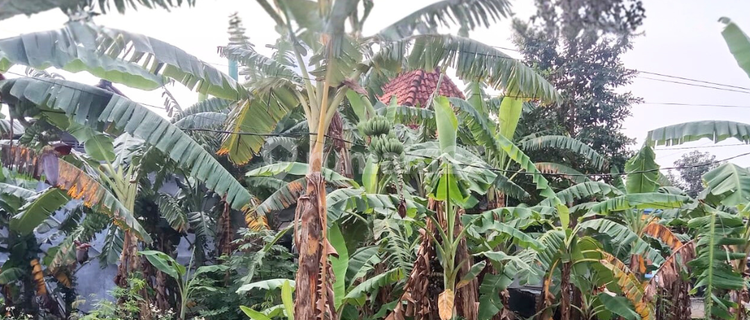 Sewa Tanah Siap Bangun Cocok untuk Dapur Mbg di Purwomukti Pedurungan Semarang 1