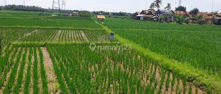 Dijual Tanah Persawahan Di Karawang Jawa Barat 1