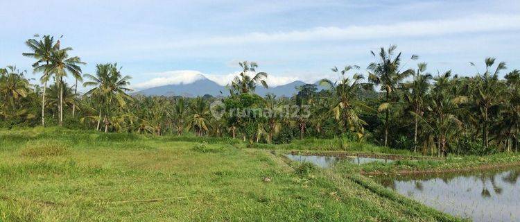 Tanah di tegalalalang gianyar 1