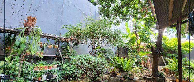 Quick Sale Below Market Price !! Corner House in Commercial Zone Rawa Belong 1