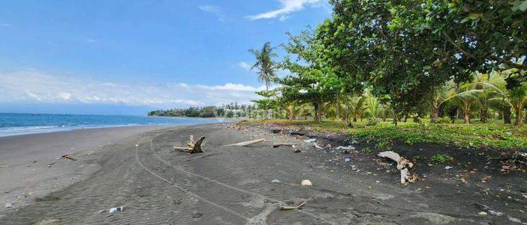 Tanah Loss Pantai Melaya Jembrana Negara Denpasar Gilimanuk 1