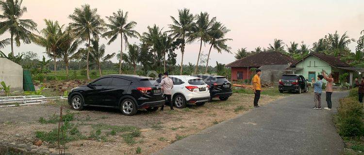 Tanah Murah Kulonprogo Dijual Cepat, SHM P 1 Jt An di Tawangsari 1