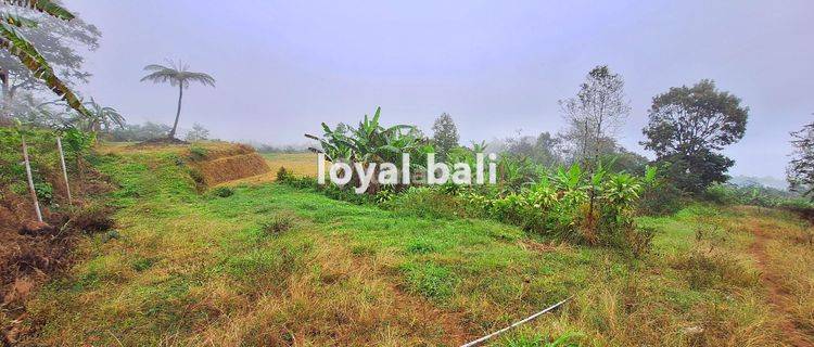 Tanah, Beautiful Land with Countour Shape For Sale in Buleleng, Singaraja, Bali 1