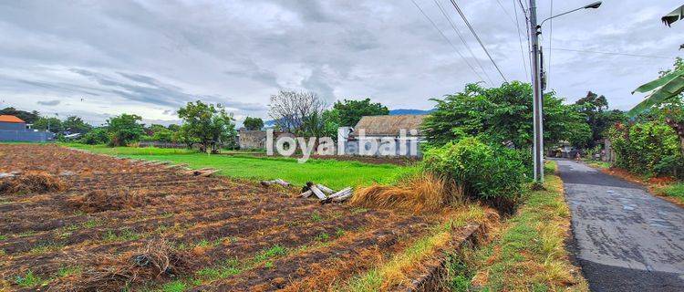 Tanah 20 Are, 2.000m2 Excellent Land In Popular Area In Buleleng, Bali 1