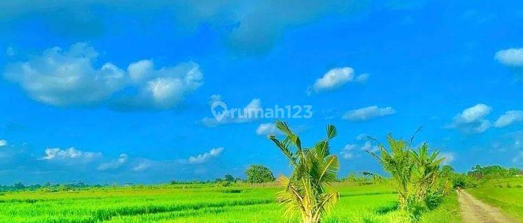 Tanah view laut dan hamparan sawah di jalan pantai kelating 1