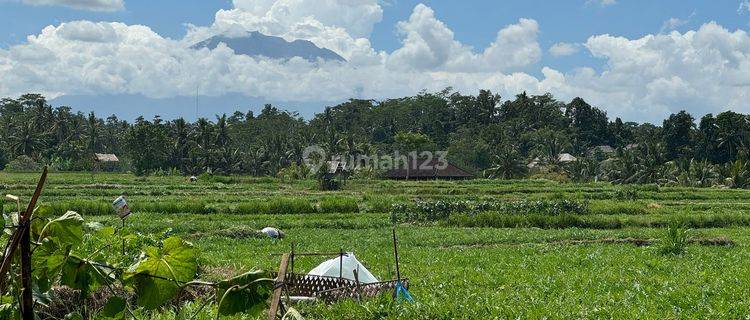 Tanah View Sawah Di Jalan Utama Siangan Bali 1