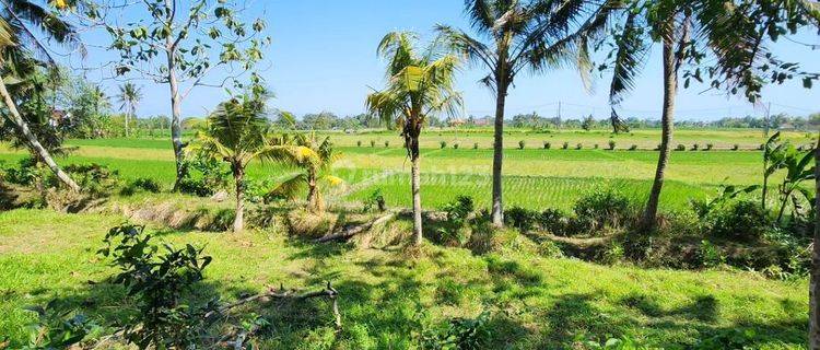 Tanah full view hamparan sawah di tabanan, 10 menit ke Canggu 1