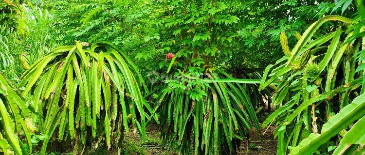 Tanah view sawah di Ubud cocok untuk pribadi atau komersil 1