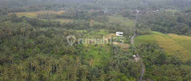 Kebun Durian View Sawah Terasering Di Tabanan 1