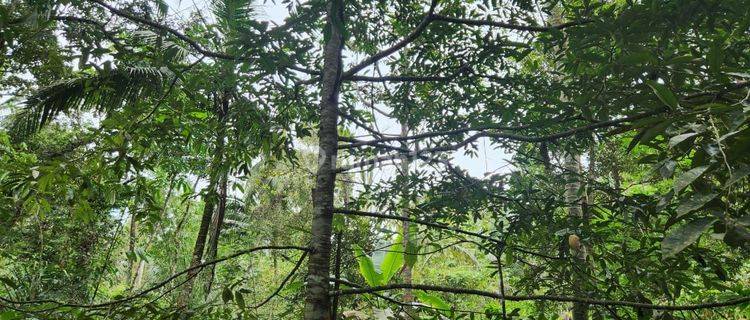 Land with jungle view and river view, bonus durian and coconut trees 1