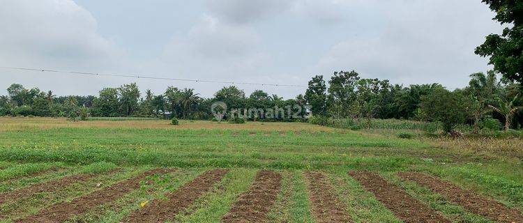 Tanah Jl. Kuala Kubumit, Desa Makmur, Langkat T 0144 1