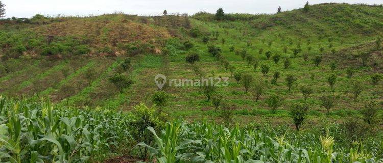 Dijual Tanah Desa Kacinambun di Puncak 2000 Siosar, Kabanjahe 1