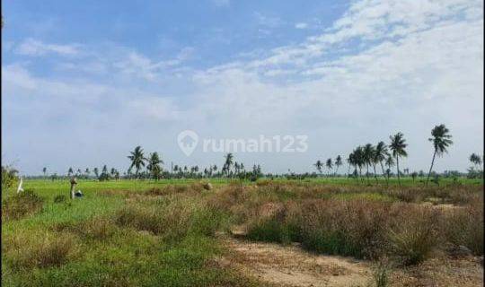 Tanah Dijual Dilokasi Pangkalan Susu, Dekat Aek Teluk Kiri, Asahan 1