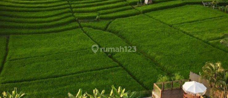 Beautiful Villa Rice View at Canggu 1