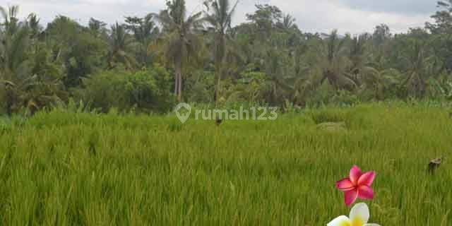 Jtu 989, Tanah Luas 24 Are di Payangan Bali View Full Sawah 1