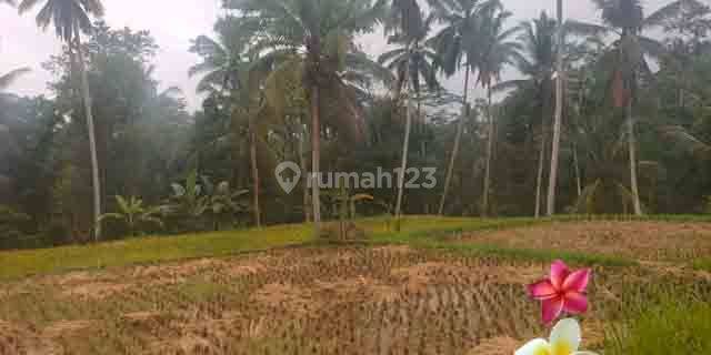 jtu 1207, tanah cocok villa di payangan luas 6 are view sawah 1