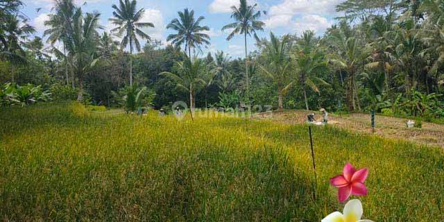 Jtu 1141, Land with Full Rice Field View, 25 Are in Payangan, Bali 1