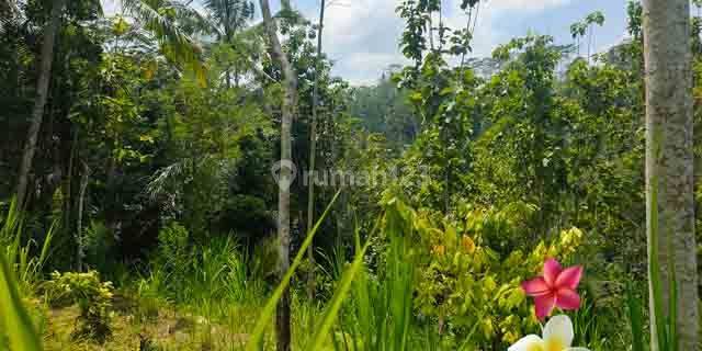 Jtu 1222, Tanah di Tampaksiring Bali Luas 100 Are Cocok Resort 1