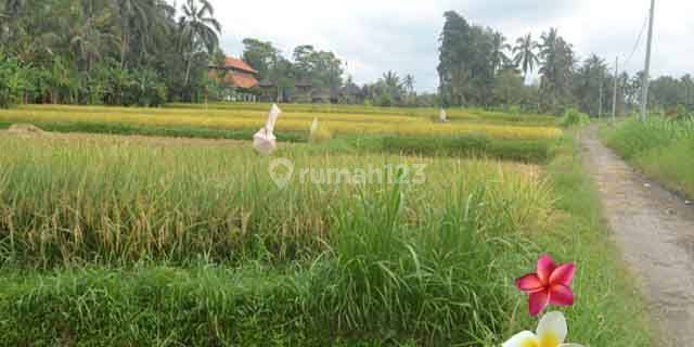 Jtu 986, Tanah di Payangan View Full Sawah Seluas 10 Are 1