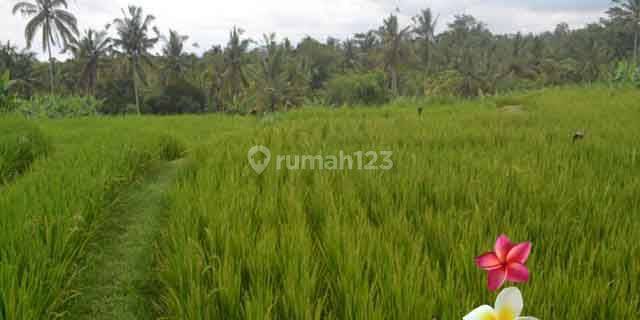 Jtu 989, Land Area 24 Are in Payangan Bali View of Hills 1